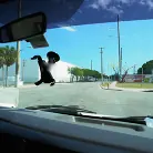 Alex Harper in 'Shy tourist does anal for cash'