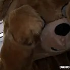 Amateurs in 'Room Full Of Dick Suckers!'