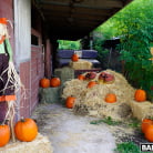 Rose Monroe in 'Pumpkin Booty Patch'