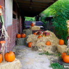 Rose Monroe in 'Pumpkin Booty Patch'