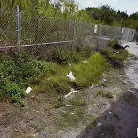 Sunshine Tampa in 'Fuck The Pussy Like A Champ'