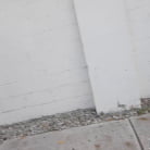 Dani Diaz in 'Cute Girl Gets Fucked For Cash'