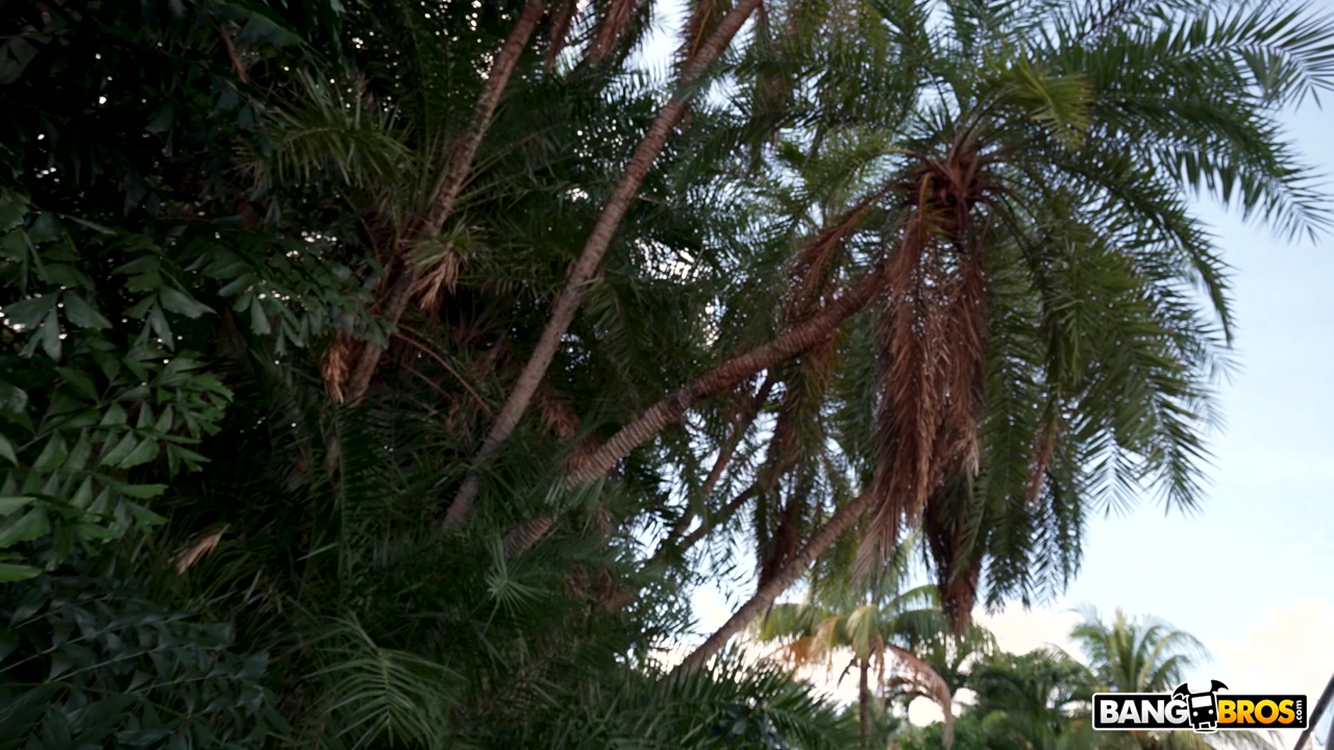 The Miami Experience