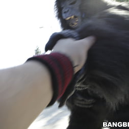 Not Monkeying Around!